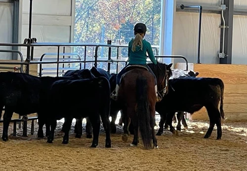 USAWE Youth working cows