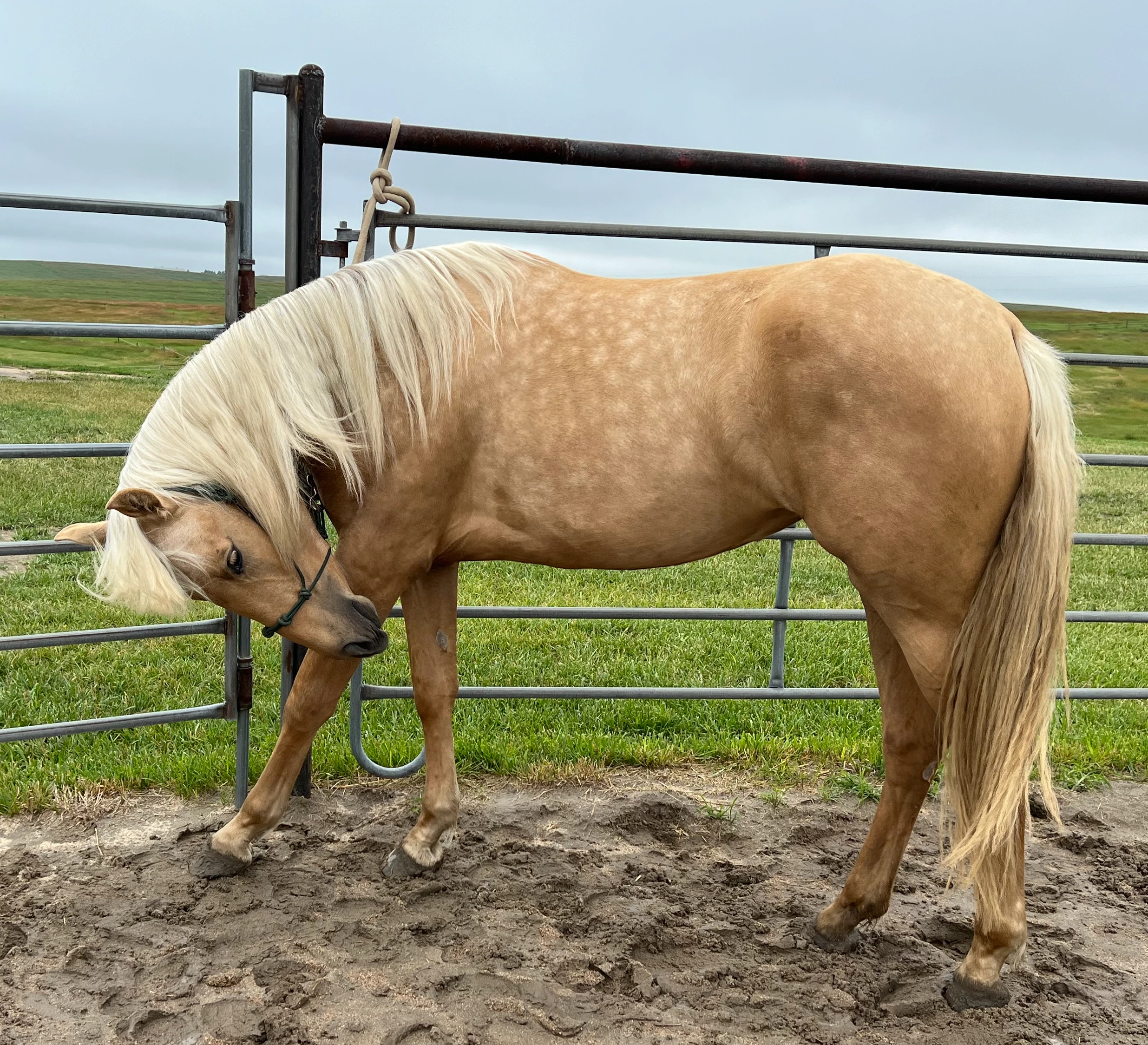 CDC Lexi_Registered Iberican