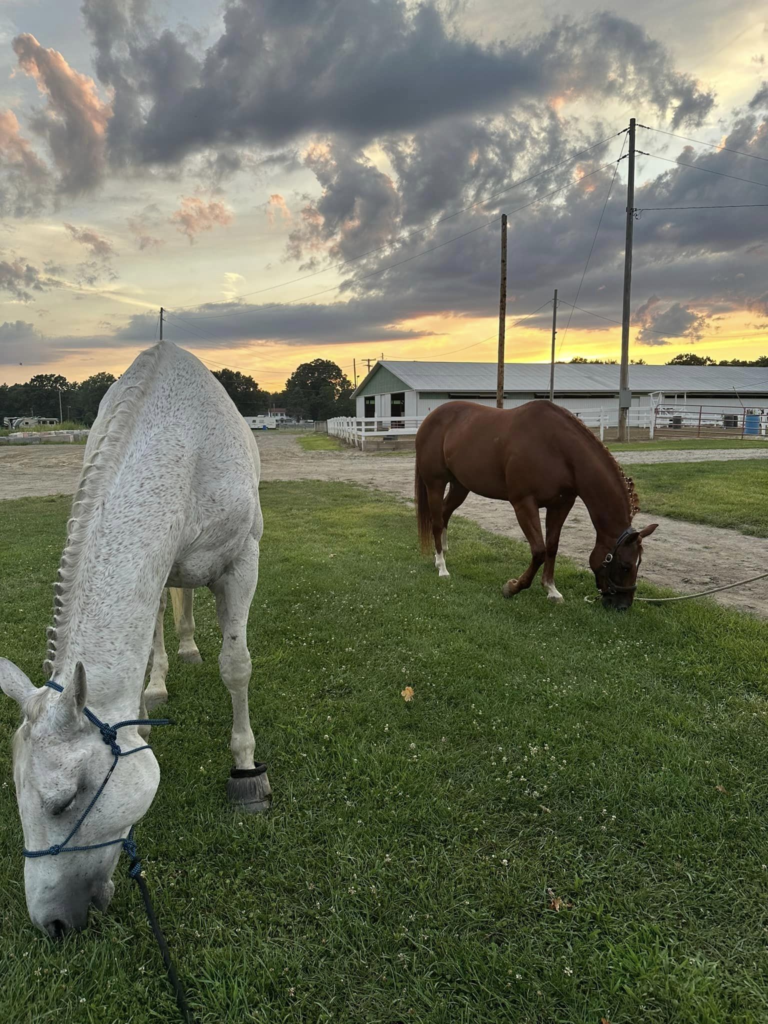 NEWE equine members Hank and Rocky enjoying some down time at the NYSWE Schagticoke show. 